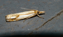 Crambus agitatellus