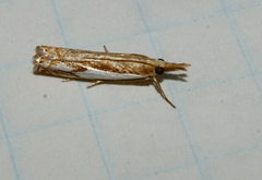 Crambus agitatellus