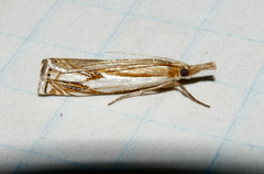 Crambus agitatellus