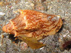 Cymbiola vespertilio