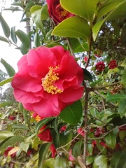 Camellia japonica