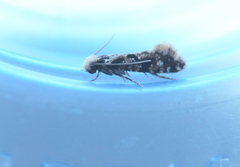 Nemapogon granella