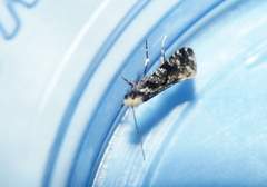 Nemapogon granella