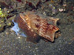 Cymbiola vespertilio