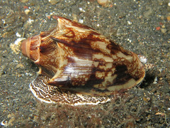 Cymbiola vespertilio