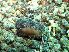 Cypraea