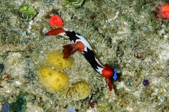 Nembrotha chamberlaini