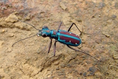 Jansenia azureocincta