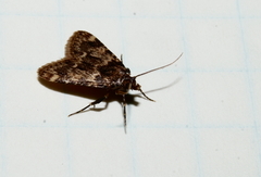 Aglossa caprealis