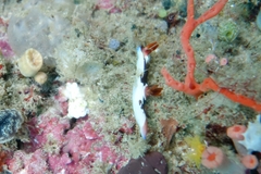 Nembrotha chamberlaini