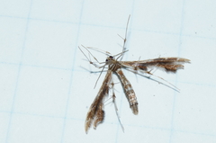 Geina periscelidactylus