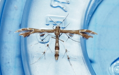 Geina periscelidactylus
