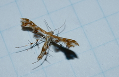 Geina periscelidactylus