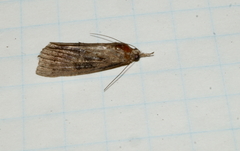 Hypena scabra