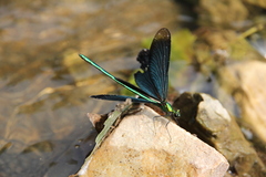 Matrona basilaris