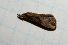 Hypena scabra