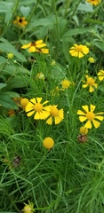 Helenium amarum