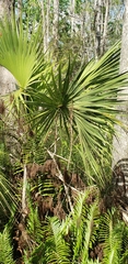 Coryphoideae