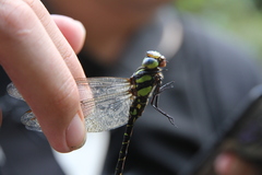 Cephalaeschna patrorum