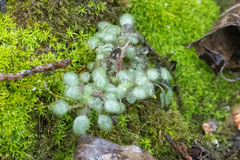 Parietaria pensylvanica
