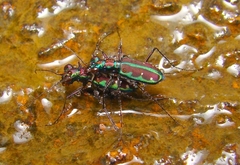 Jansenia azureocincta