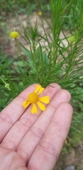 Helenium amarum