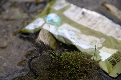 Planaeschna shanxiensis