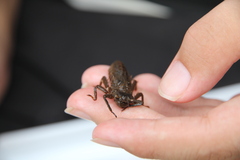 Neallogaster pekinensis