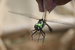 Epophthalmia elegans