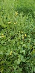 Baptisia sphaerocarpa