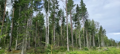 Picea × fennica