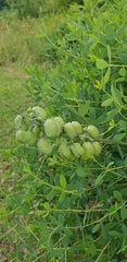 Baptisia alba