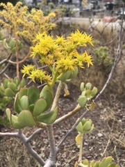 Sedum dendroideum