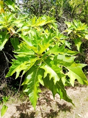 Vasconcellea quercifolia