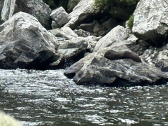 Arctocephalus forsteri