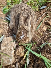 Lepus europaeus