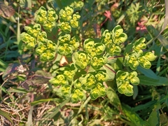 Euphorbia helioscopia