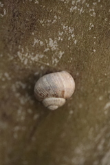 Helix pomatia