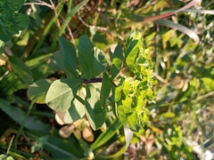 Euphorbia helioscopia