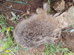 Lepus europaeus