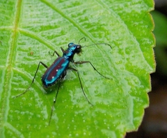 Jansenia azureocincta
