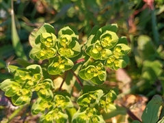 Euphorbia helioscopia