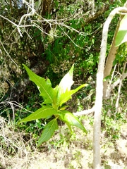 Vasconcellea quercifolia