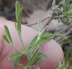 Genista pilosa