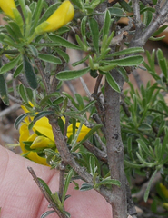 Genista pilosa