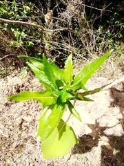 Vasconcellea quercifolia