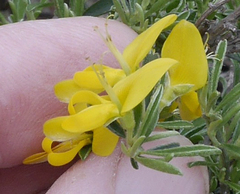 Genista pilosa