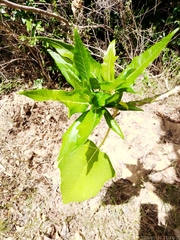 Vasconcellea quercifolia