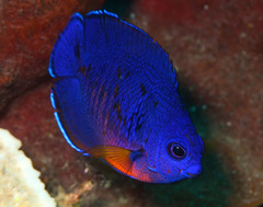 Centropyge bispinosa