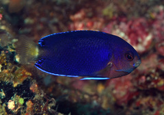 Centropyge fisheri